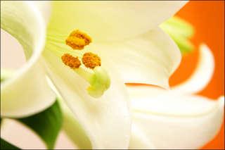 lelie gestyleerd (kopie).jpg