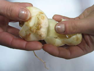 schubben (kopie).jpg