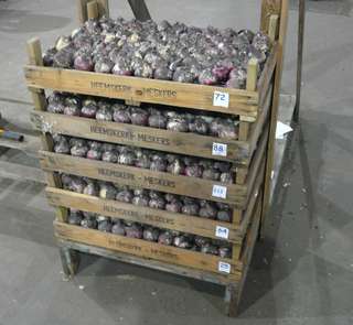 Hyacinten stapel.jpg