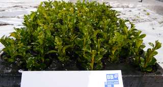 Buxus tray.jpg