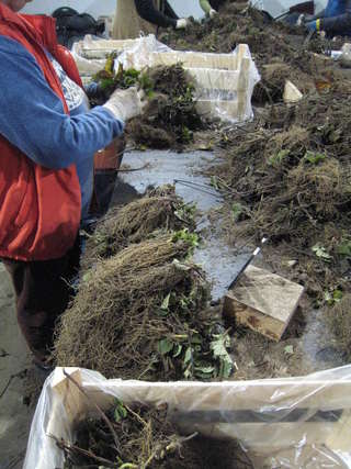 aardbeienplanten sorteren.jpg