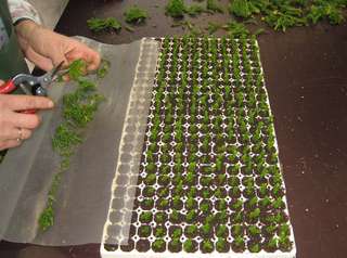 stekken green globe.jpg